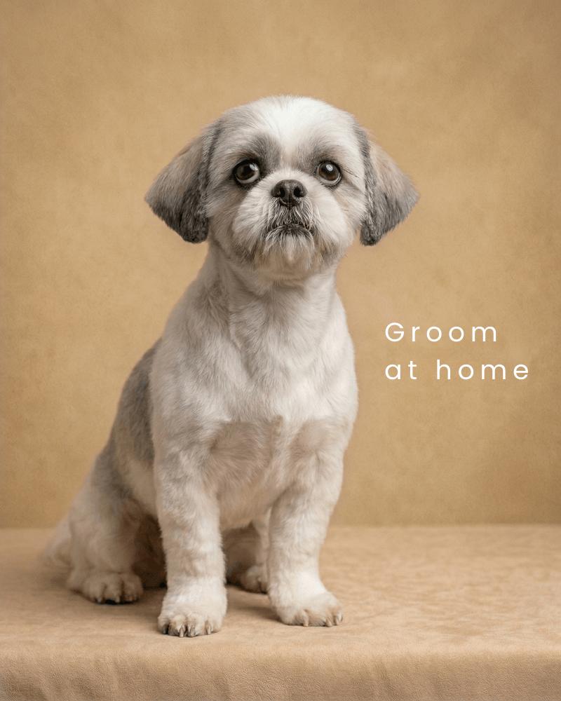 The Essential 4-in-1 Pet Grooming Kit & Grinder